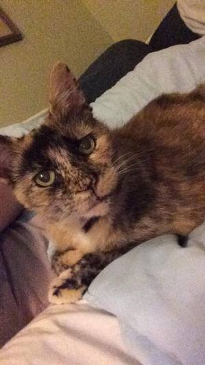 Safe Domestic Short Hair in Annapolis, MD
