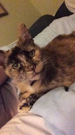 Lost Domestic Short Hair in Annapolis, MD