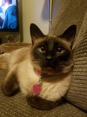 Safe Siamese in Ogden, UT