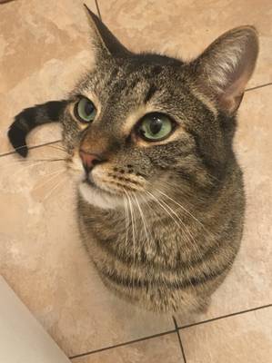 Safe Cat in Pittsburgh, PA