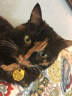 Safe Domestic Short Hair in Sacramento, CA