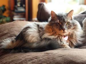 Safe Maine Coon in Herndon, VA