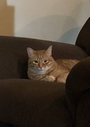 Safe Cat in Haslet, TX