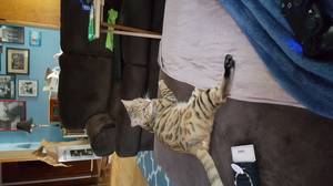 Safe Bengal cat in Moorhead, MN