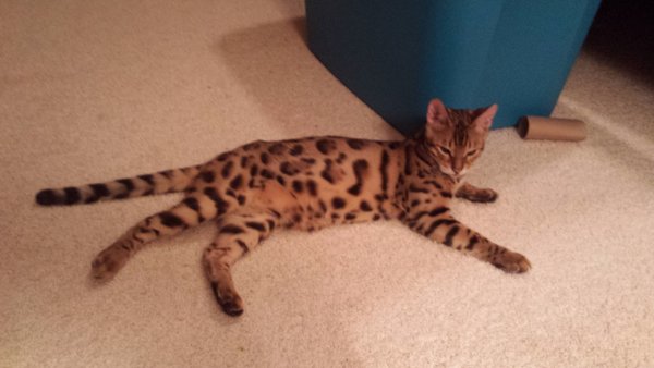 Safe Bengal cat in Saint Paul, MN