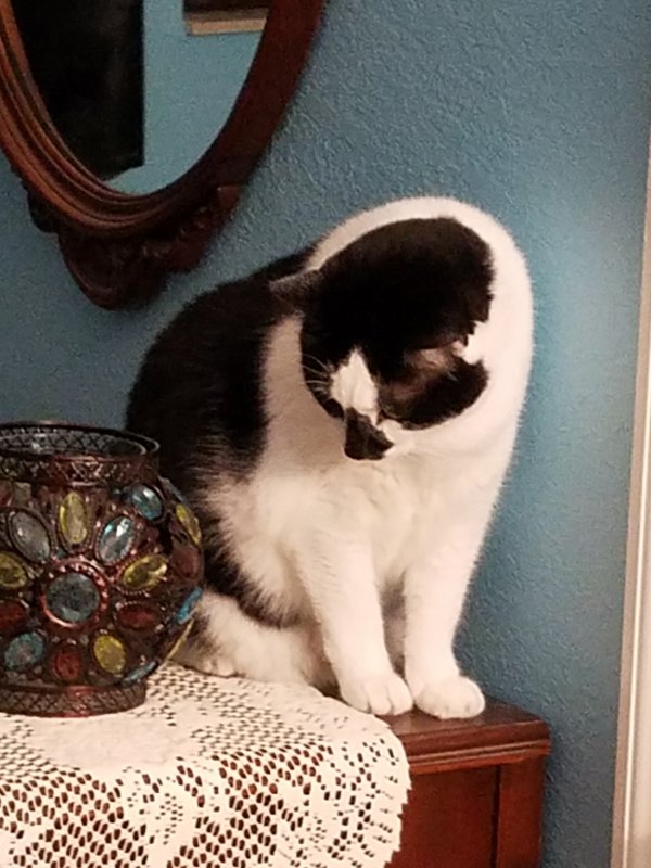 Safe American Shorthair in Fort Lauderdale, FL