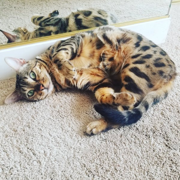 Safe Bengal cat in Beverly Hills, CA