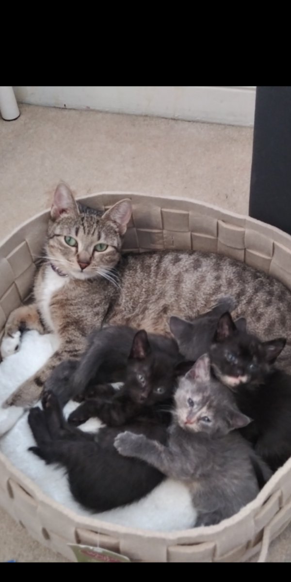 Safe American Shorthair in Philadelphia, PA
