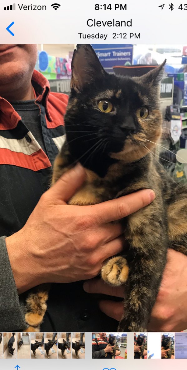 Safe Domestic Short Hair in Beachwood, OH