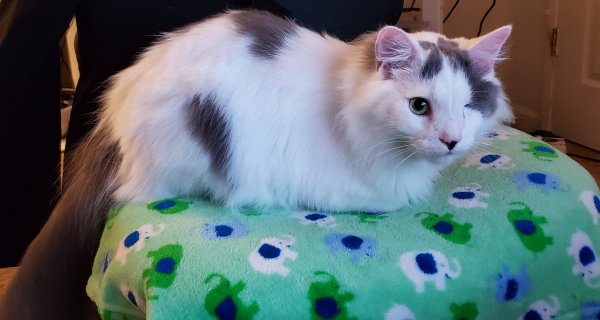 Safe Turkish Van in Rancho Cordova, CA