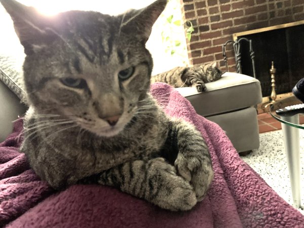 Lost Domestic Short Hair in Brooklyn, NY