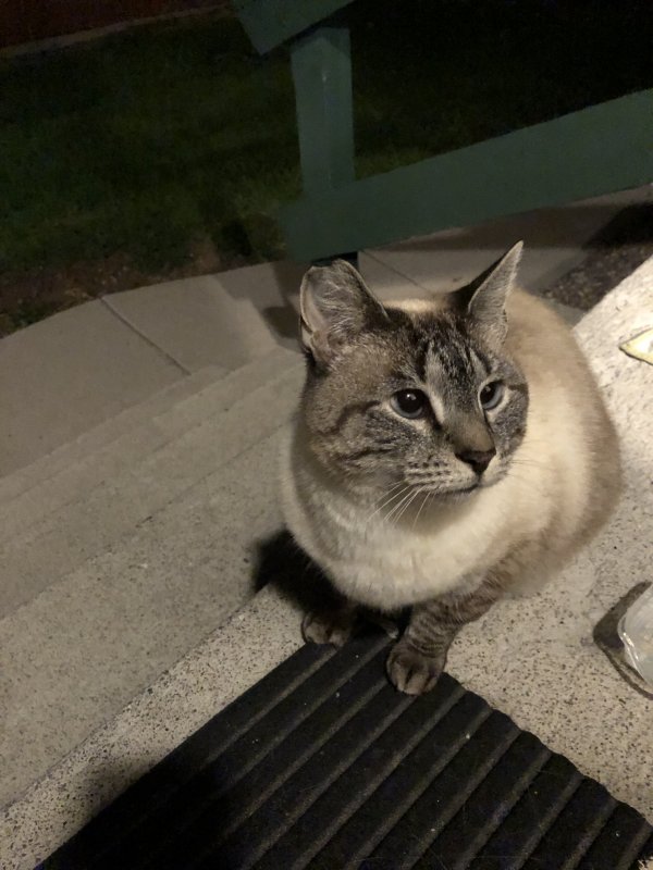 Safe Cat in Pocatello, ID