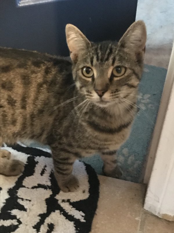 Found Cat in Los Angeles, CA US (90044) - Tabby Tracker