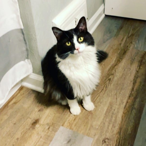 Safe Domestic Long Hair in Eastlake, OH