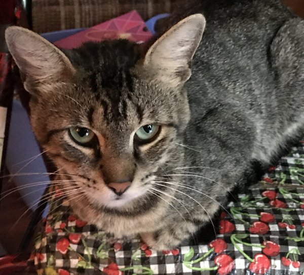 Safe Cat in Gulfport, MS