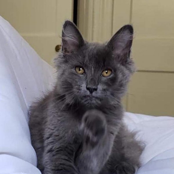 Safe Maine Coon in Mount Wolf, PA