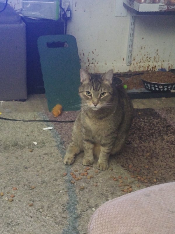 Found Cat  in West  Chester  PA  US 19382 Tabby Tracker