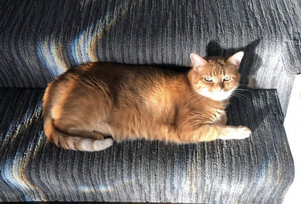 Safe Cat in Overland Park, KS