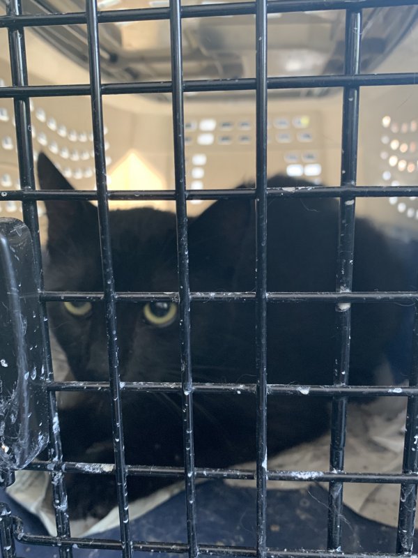 Safe Domestic Short Hair in Los Angeles, CA