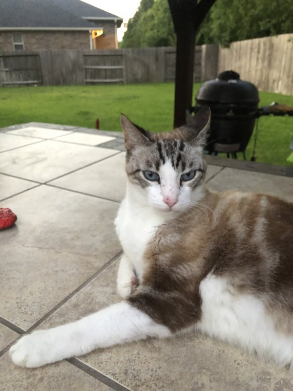 Safe Cat in Cypress, TX