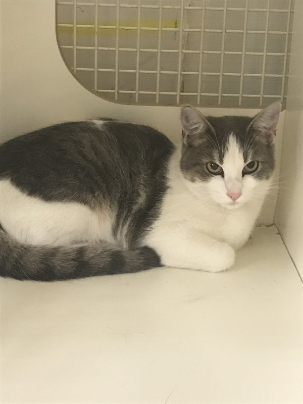 Safe American Shorthair in Alameda, CA