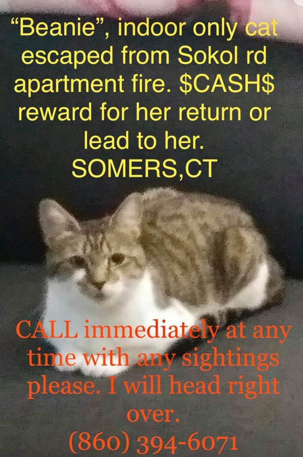 Safe Domestic Short Hair in Somers, CT