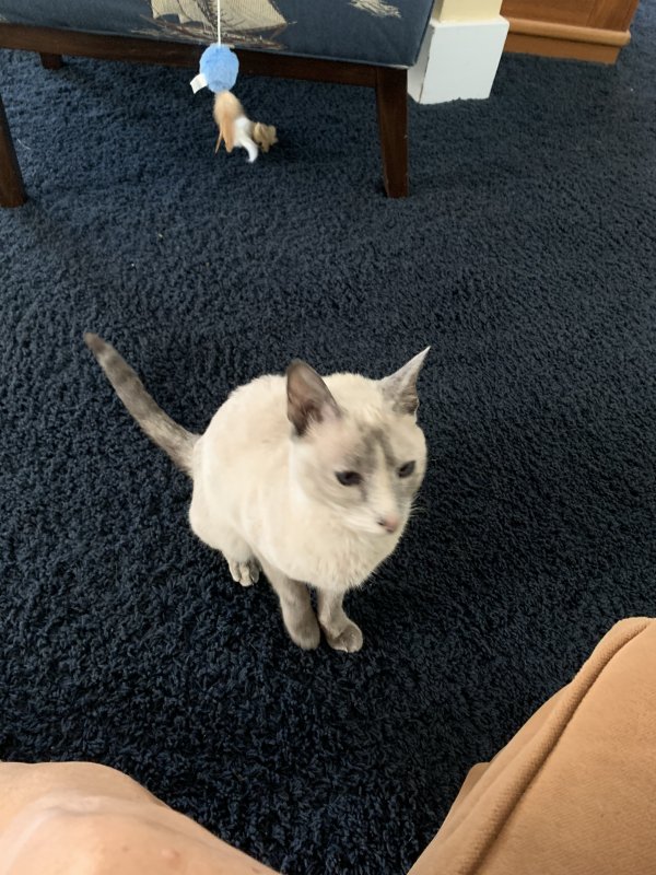 Found Siamese Cat in Lorain, OH US (44052) - Tabby Tracker