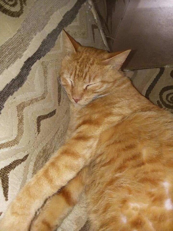 Safe Cat in Hudson, FL