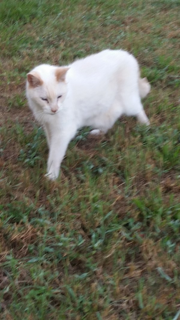 Safe American Shorthair in Land O Lakes, FL