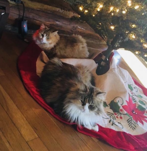 Safe Ragdoll in Greenwood Lake, NY