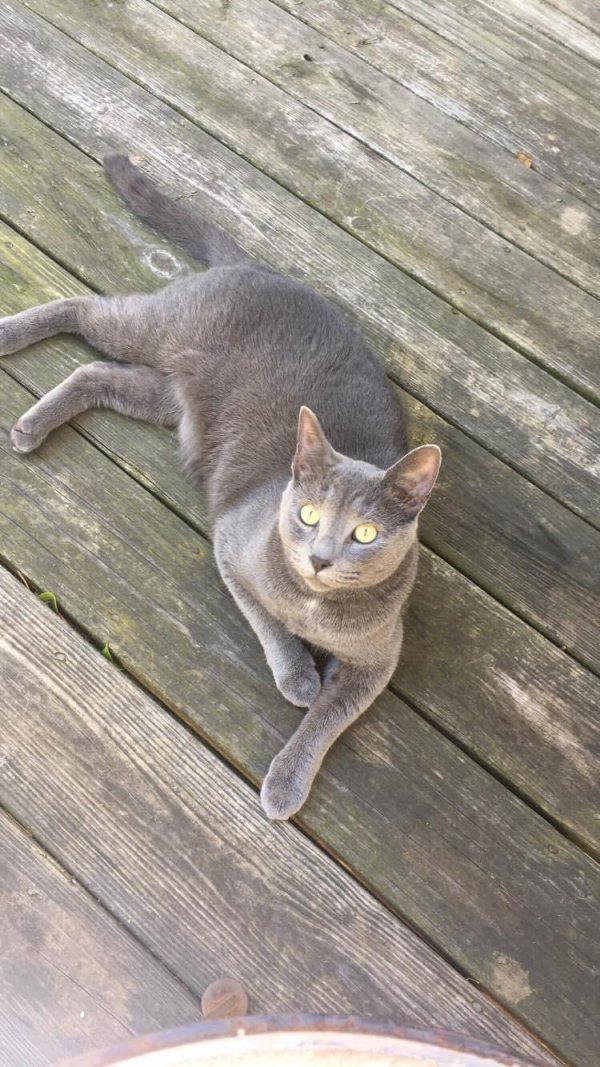 Safe Cat in Greenville, NC