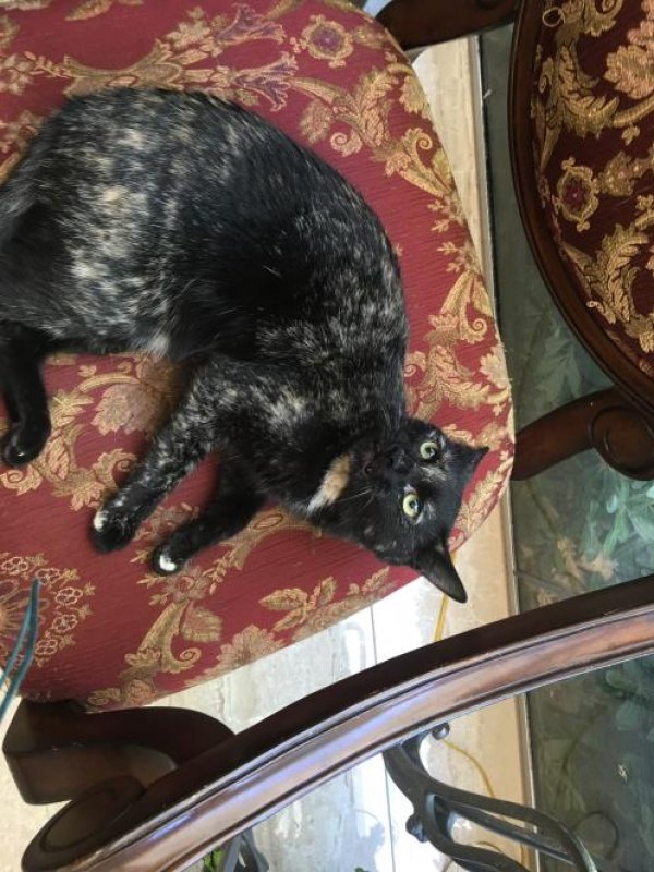 Safe Cat in Las Vegas, NV