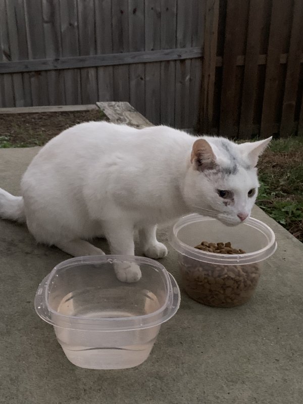 Found Cat In Denver Nc Us 28037 Tabby Tracker