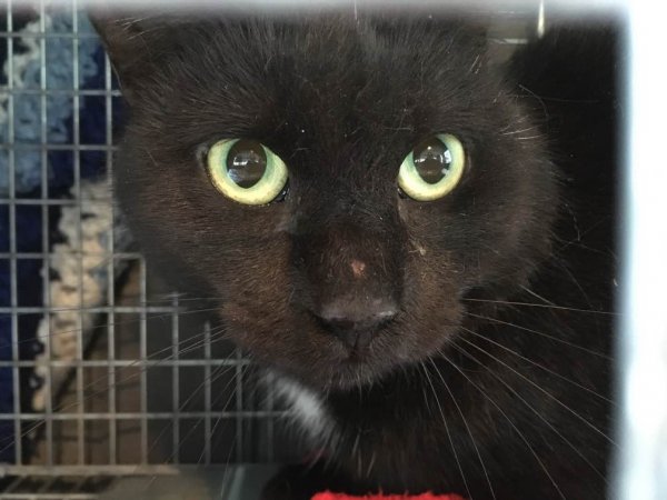 Safe American Shorthair in Catlett, VA