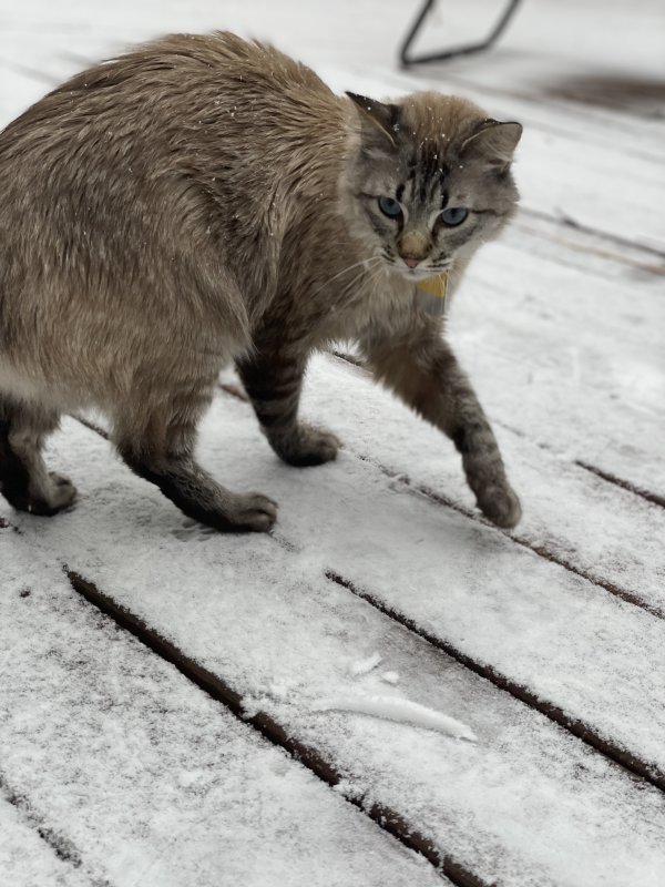 Safe Cat in Herndon, VA