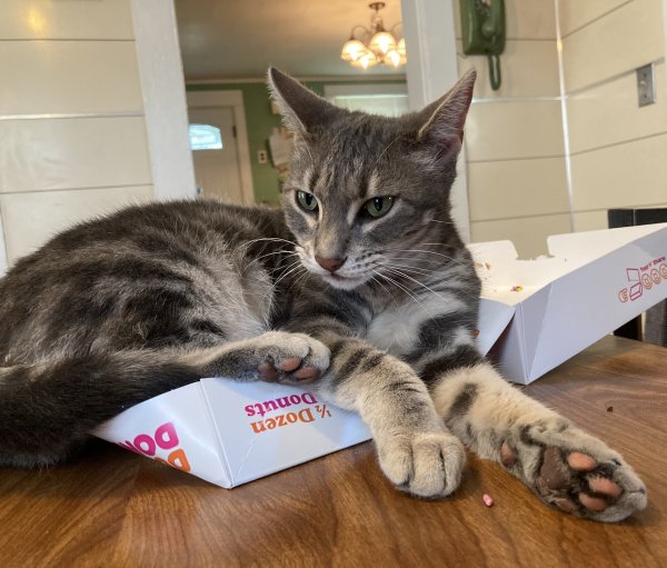 Safe Cat in Canandaigua, NY
