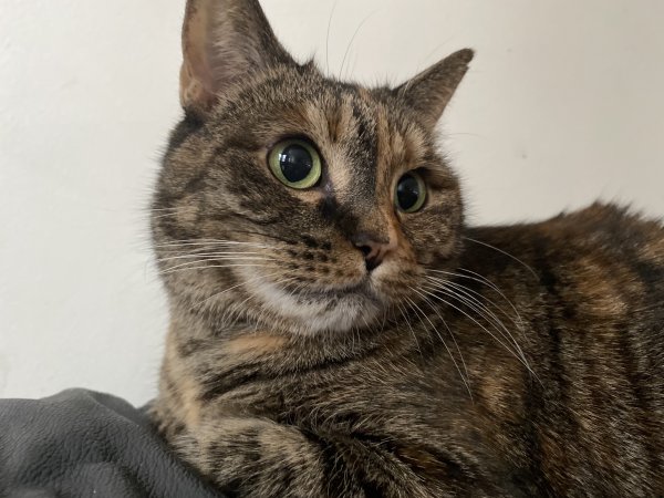 Safe Cat in Chantilly, VA