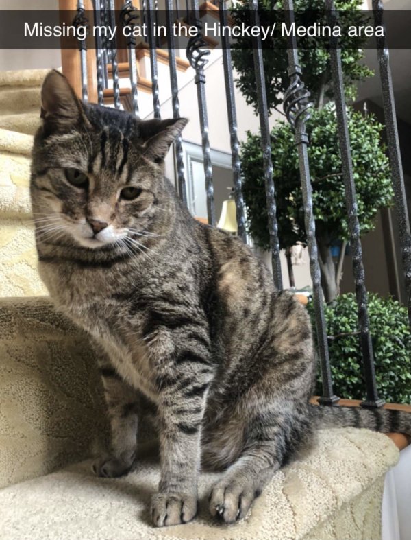 Safe Bengal cat in Hinckley, OH