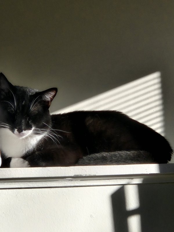 Lost American Shorthair in Ohio