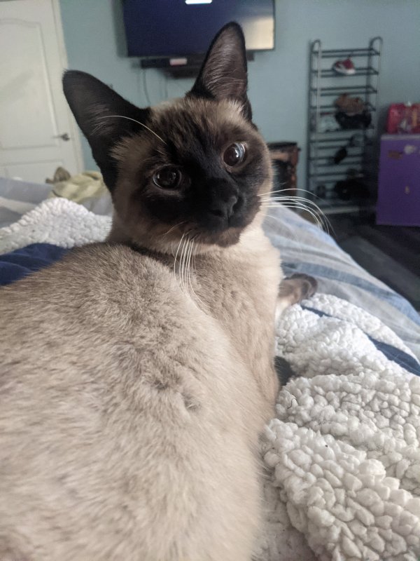 Safe Siamese in Fort Worth, TX