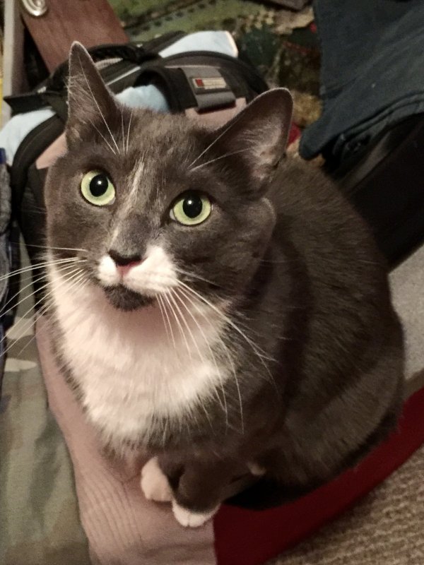 Safe Cat in Jeffersonville, IN
