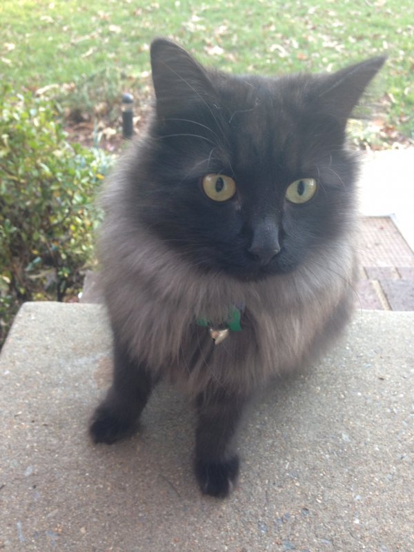 Safe Cat in Glen Allen, VA