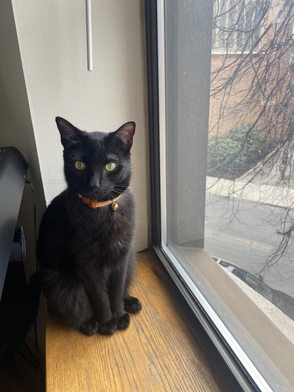 Safe Domestic Short Hair in Somerville, MA