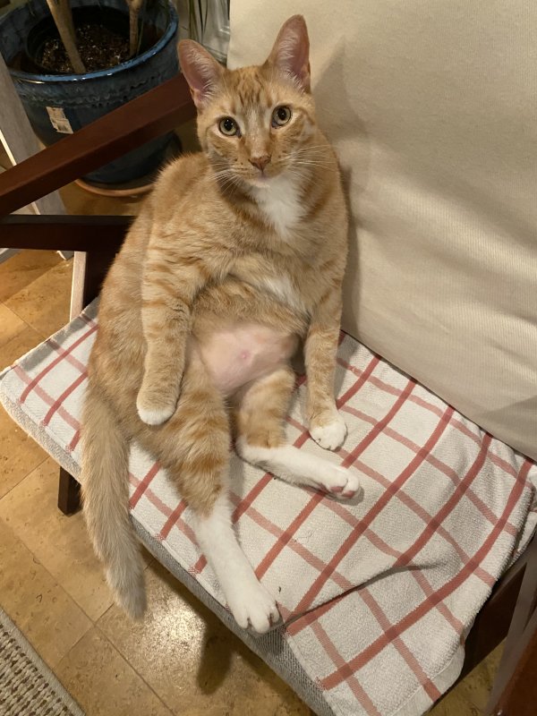 Safe Cat in Los Angeles, CA