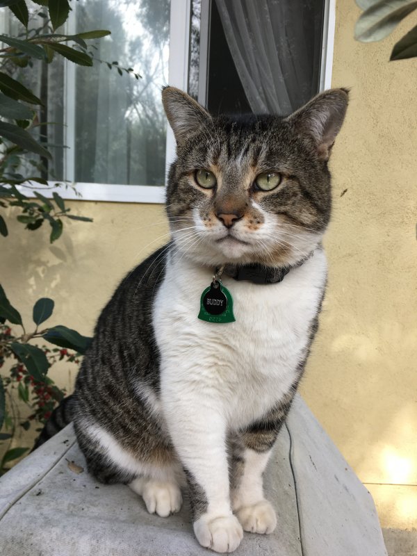 Safe American Shorthair in Menlo Park, CA
