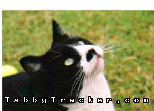 Safe Domestic Short Hair in Phoenix, AZ