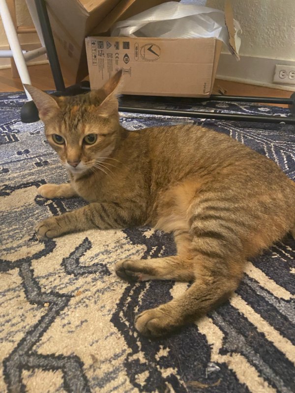 Safe Cat in Charles Town, WV
