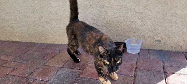 Safe Cat in Odessa, FL
