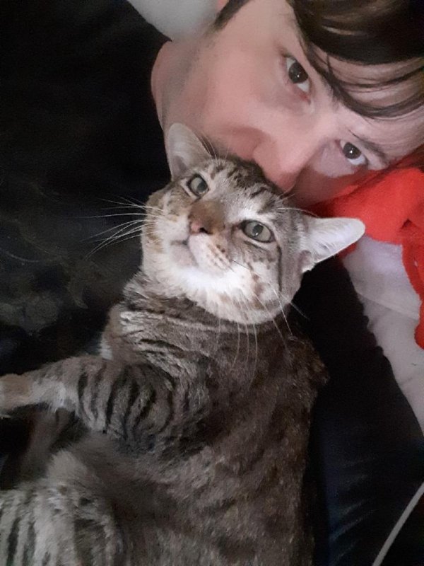 Safe Cat in Kingwood, TX