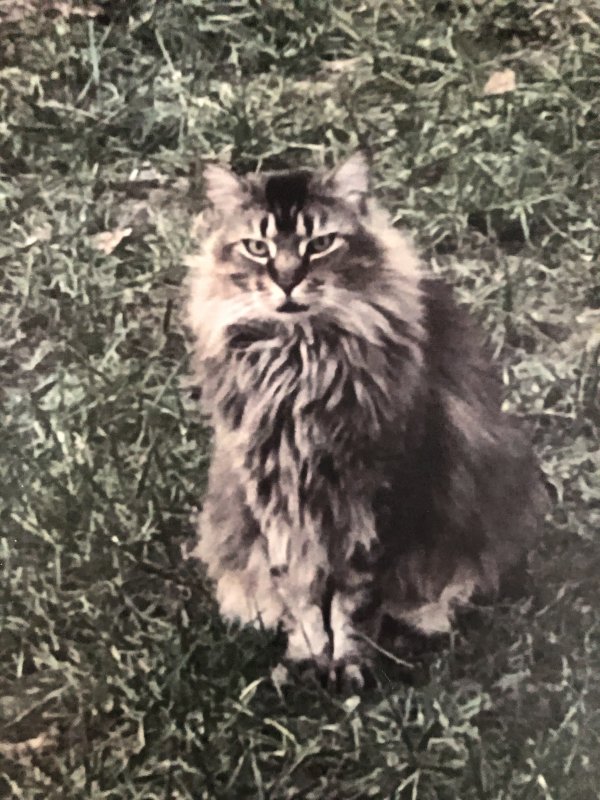 Safe Maine Coon in Mableton, GA